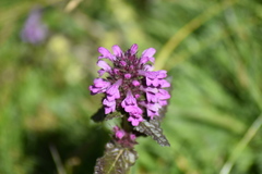 Betonica hirsuta
