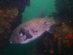 Arothron caeruleopunctatus