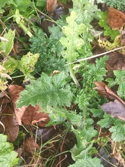 Carduus crispus