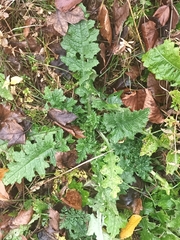 Carduus crispus