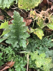 Carduus crispus