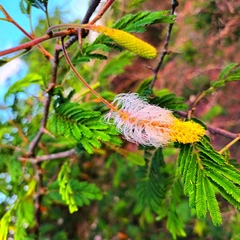 Dichrostachys