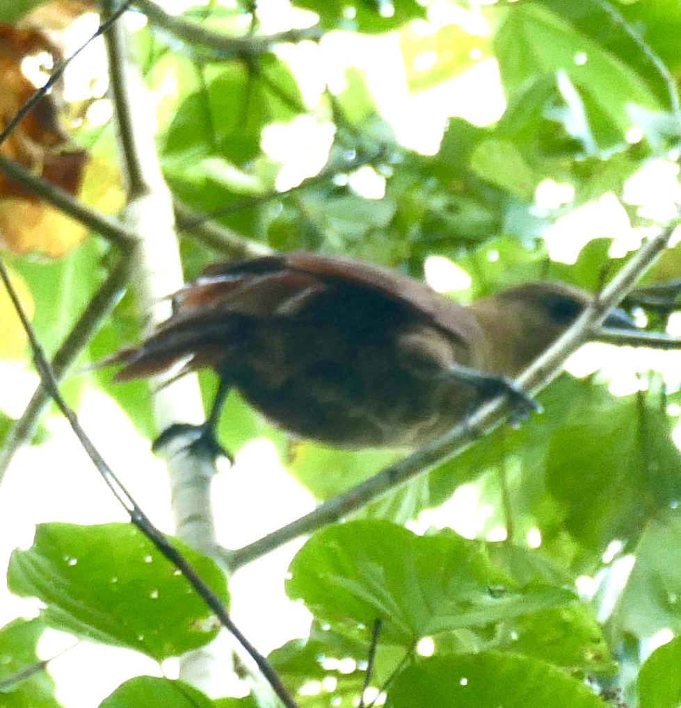 Bay Coucal (Centropus celebensis), photo 5