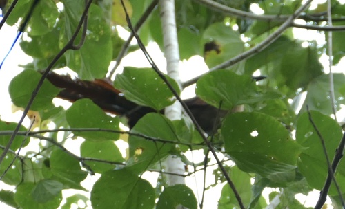Bay Coucal (Centropus celebensis), photo 6