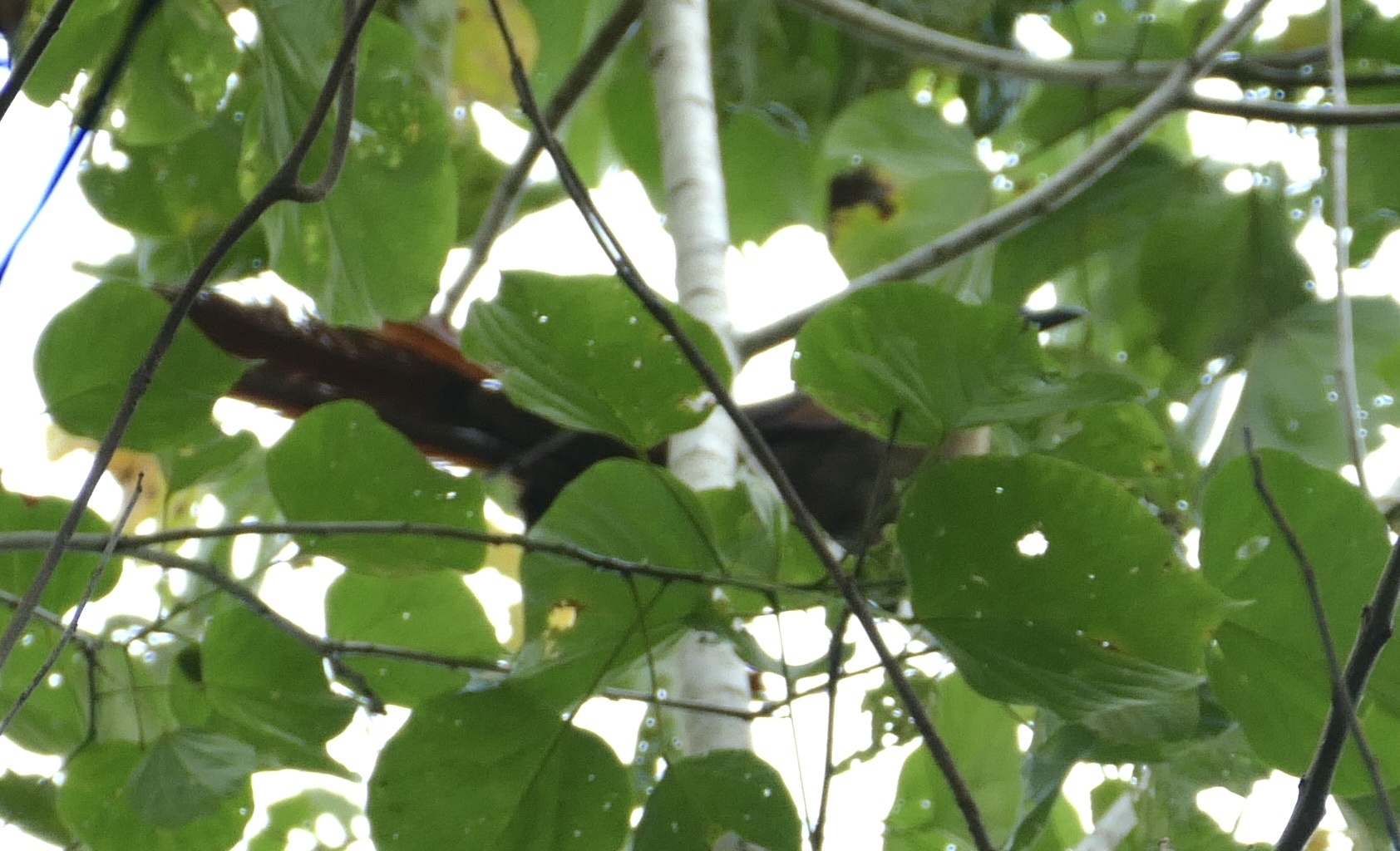 Bay Coucal (Centropus celebensis), photo 6