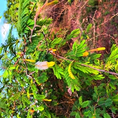 Dichrostachys