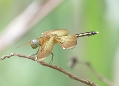 Neurothemis manadensis