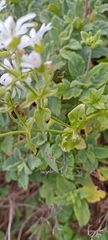 Stellaria chilensis