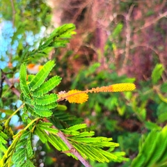 Dichrostachys