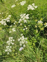 Torilis arvensis