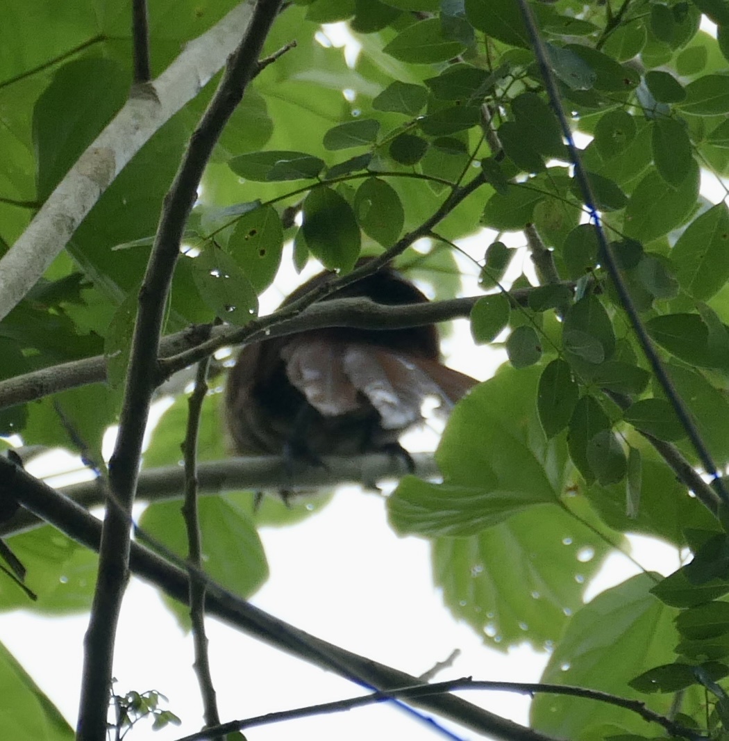 Bay Coucal (Centropus celebensis), photo 8