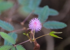 Mimosa pudica