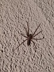 Eratigena atrica