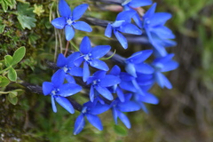 Gentiana