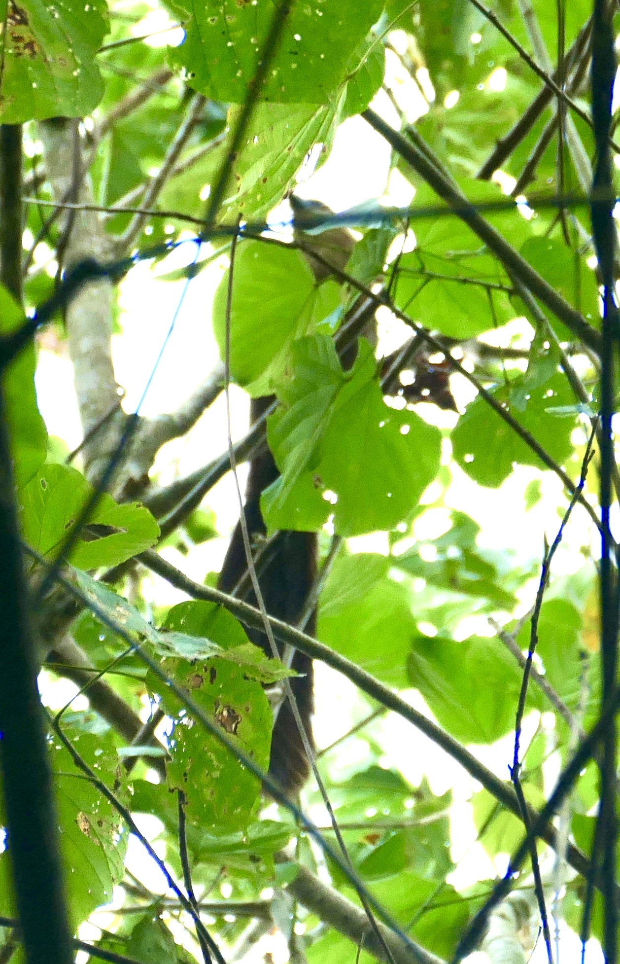 Bay Coucal (Centropus celebensis), photo 7