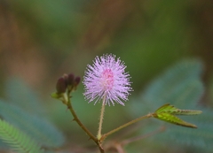 Mimosa pudica