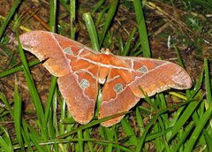 Rothschildia hesperus