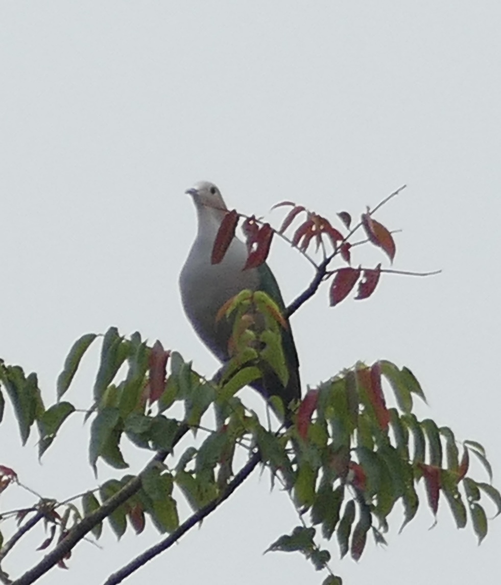Green Imperial Pigeon