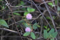 Mimosa pudica