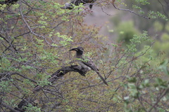 Lophoceros nasutus