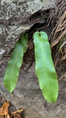 Asplenium scolopendrium scolopendrium