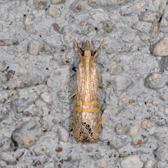 Euchromius californicalis