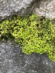 Brachythecium rutabulum