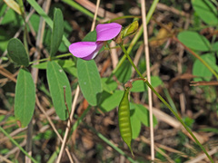 Tephrosia purpurea