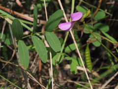 Tephrosia purpurea