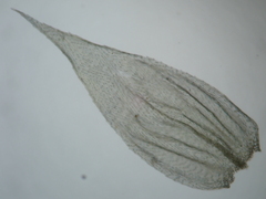 Brachythecium rutabulum