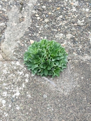 Brassica oleracea