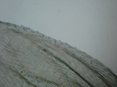 Brachythecium rutabulum