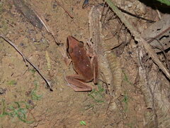 Pristimantis chiastonotus