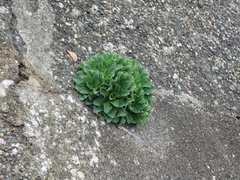 Brassica oleracea