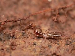 Hubbardia pentapeltis