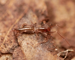 Hubbardia pentapeltis