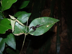 Corinninae