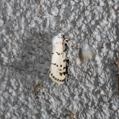 Grotella binda