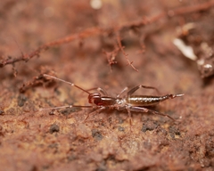 Hubbardia pentapeltis