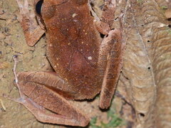 Pristimantis chiastonotus