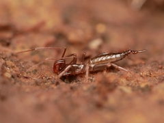 Hubbardia pentapeltis