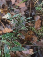 Genista tinctoria
