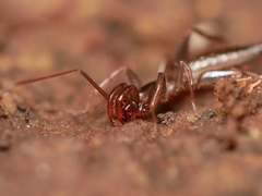 Hubbardia pentapeltis