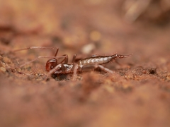 Hubbardia pentapeltis