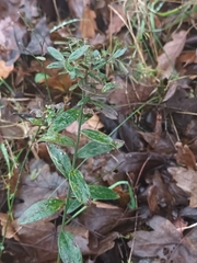 Genista tinctoria