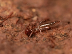 Hubbardia pentapeltis