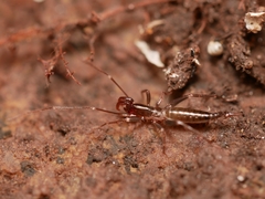 Hubbardia pentapeltis