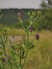 Medicago sativa sativa