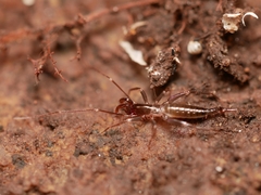 Hubbardia pentapeltis