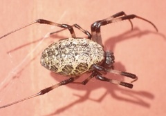 Nephilengys malabarensis